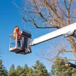 Tree Service Springfield IL for Emergency Storm Damage Cleanup