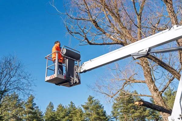 Tree Service Springfield IL for Emergency Storm Damage Cleanup