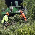 Miller’s Tree Service Affordable and Professional Tree Care