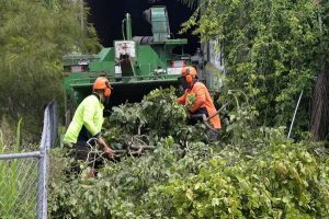 Miller’s Tree Service Affordable and Professional Tree Care