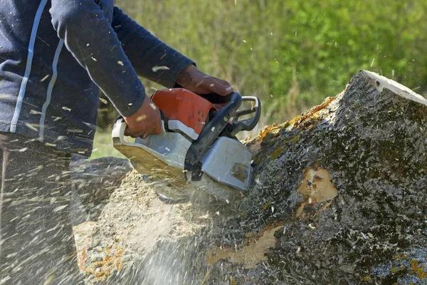 Expert Tree Service Springfield, IL with Fast Emergency Response