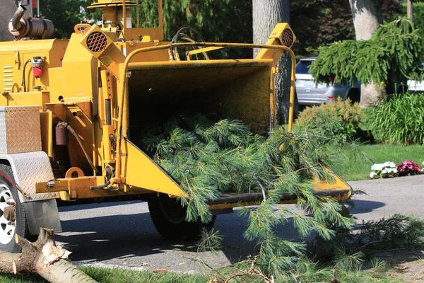 Trusted The Tree Guys Services in Jackson MI with Experienced Tree Care Specialists