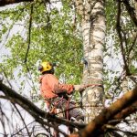 Wiese Tree Service LLC Mobile Tree Specialists