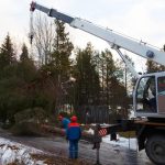 Safe and Efficient Tree Removal Near Me for Local Properties