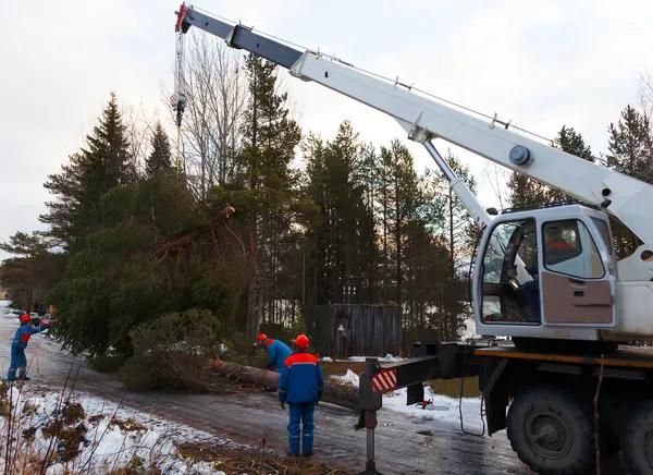 Safe and Efficient Tree Removal Near Me for Local Properties